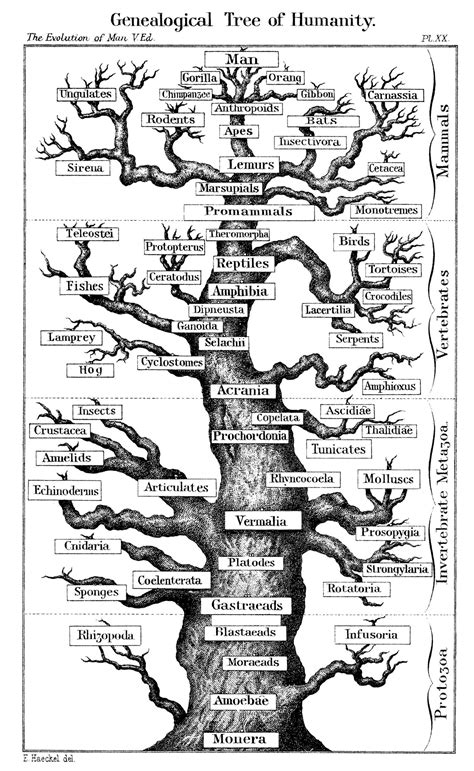 The Tree of Life: We are related to every living thing! | Human evolution tree, Human evolution ...