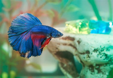 How Do Betta Fish Sleep? | POPSUGAR UK Pets