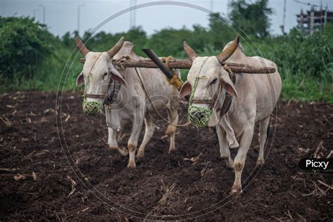 Image of Oxen/Bulls ploughing/plowing a field for Turmeric crop ...