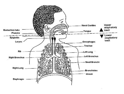 Respiratory tract infections; Upper Respiratory Tract Infections