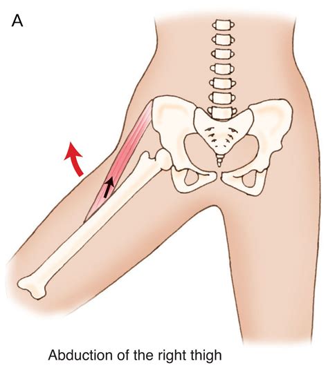 What is the “True” Function of the Gluteus Medius?