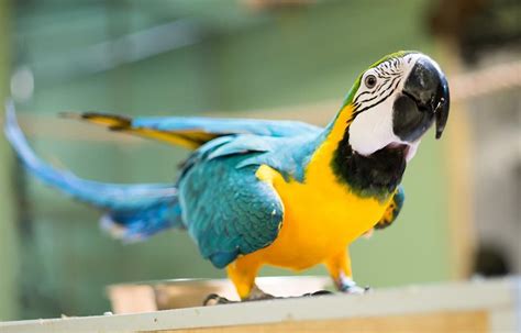 Blue and Gold Macaw | The Animal Facts | Habitat, Diet, Appearance