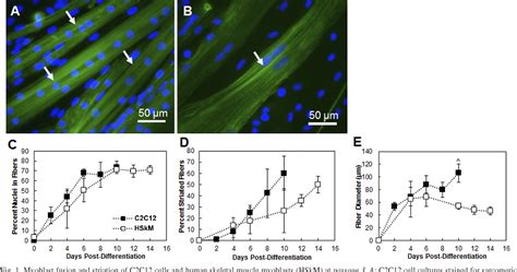 Figure 1 from Conditions that promote primary human skeletal myoblast ...