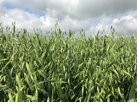 Top Tips for Growing Oats - Senova