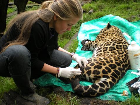 Why I Became a Wildlife Veterinarian - Island Conservation