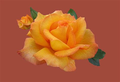 Royalty-Free photo: Orange rose wallpaper | PickPik