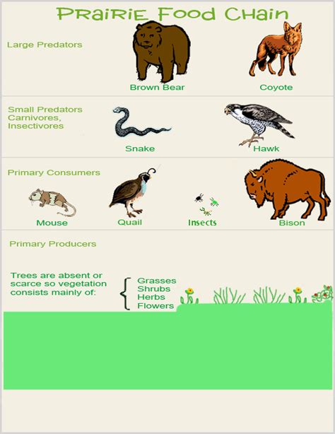 Animals And Wildlife - The Temperate Grasslands