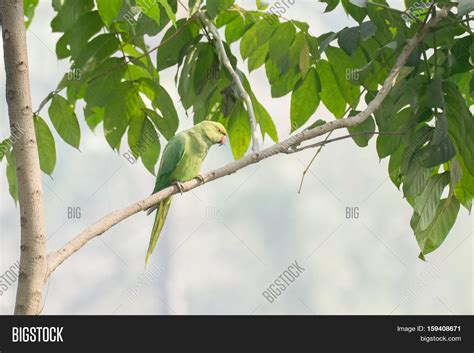 Rose-ringed Parakeet ( Image & Photo (Free Trial) | Bigstock