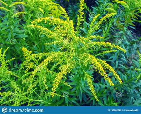 Ambrosia bush in bloom stock photo. Image of botany - 195082862