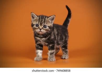 American Shorthair Cat Stock Photo 749608777 | Shutterstock