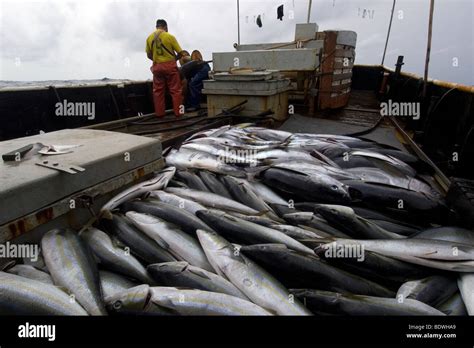 Offshore commercial longline tuna fishing, Brazil, Atlantic Ocean Stock Photo - Alamy