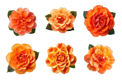 Selection of various orange color flowers isolated on a transparent ...