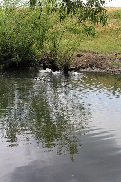 Premium Photo | Ducks swimming in a pond