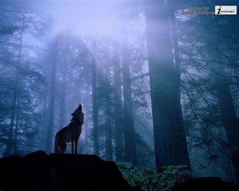 forest animals wolves new hd wallpaper