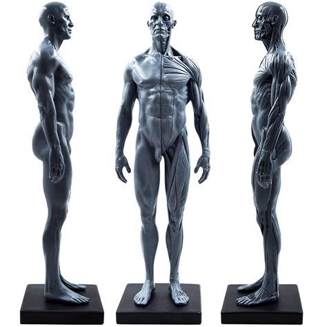 Buy Male&Female Human Anatomy Figure Ecorche and Skin Model Lab ...