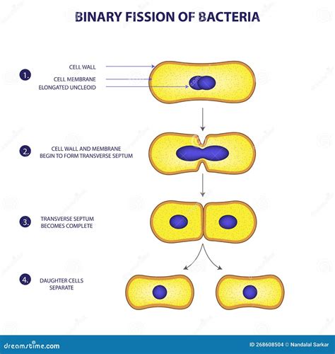 Binary Fission Process of Bacteria Vector Illustration Diagram Stock Vector - Illustration of ...