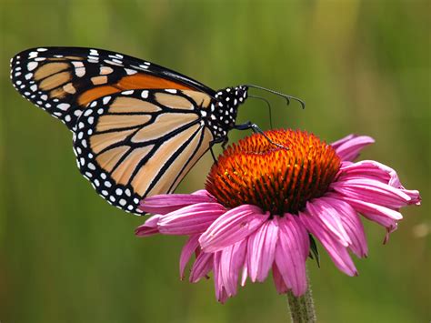 Capt Mondo's Photo Blog » Blog Archive » Monarch Butterfly on an Echinacea Flower