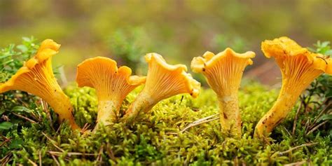 Foraging Mushrooms: 4 Common Edible Varieties