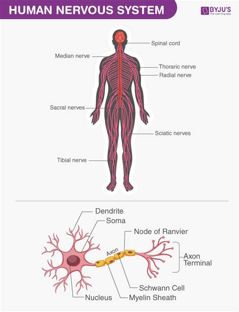 Human Body - Anatomy and Physiology of Human Body