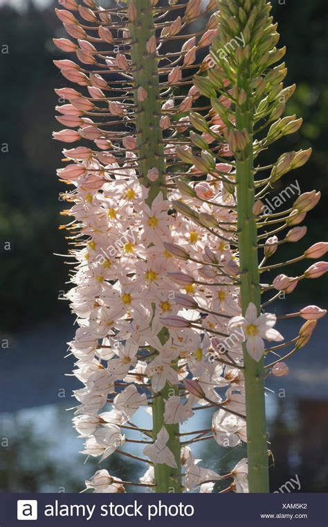 Foxtail Lily High Resolution Stock Photography and Images - Alamy