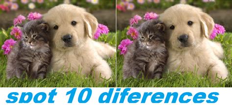 spot the difference kitten and puppy by misty-warriors on DeviantArt