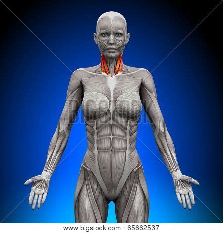 Neck - Female Anatomy Image & Photo (Free Trial) | Bigstock