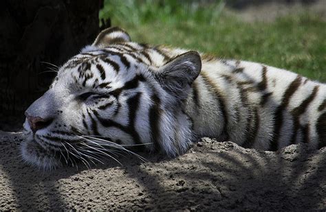 Sleeping White Tiger Photograph by Jay Droggitis