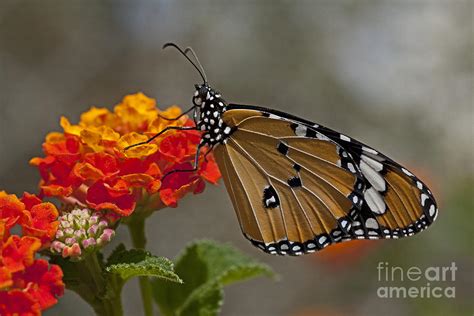 Plain Tiger Butterfly #1 Photograph by Eyal Bartov - Fine Art America