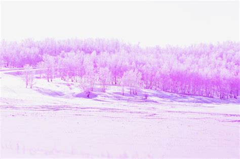 Pink forest in winter stock image. Image of country - 110259675