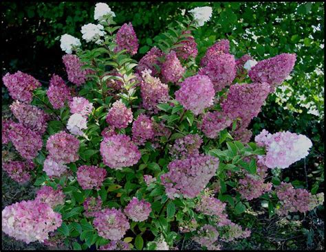 STRAWBERRY SUNDAE HYDRANGEA – Hinsdale Nurseries