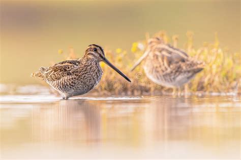 Common Snipe Wader Bird in Habitat Background Stock Photo - Image of ...