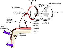 Interneuron - wikidoc