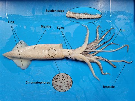 Squid dissection: a hands-on activity to learn about cephalopod anatomy ...