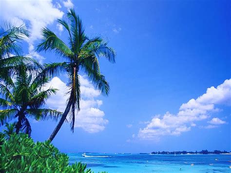 🔥 [50+] Free Tropical Beach Live Wallpapers | WallpaperSafari