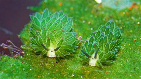 Costasiella kuroshimae, also known as a "leaf slug" or "leaf sheep", or "salty ocean caterpillar ...