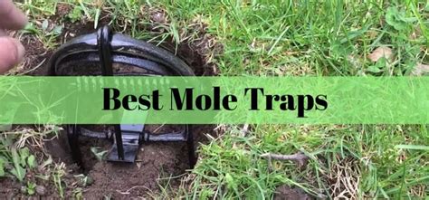 Best-Mole-Traps | Insect Hobbyist