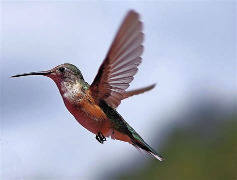 Hummingbird - PentaxForums.com