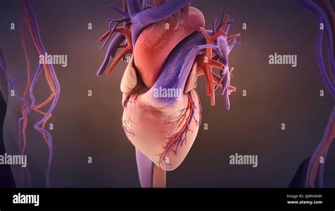 Heart valve disease treatment hi-res stock photography and images - Alamy