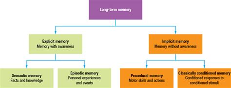 Long term memory Diagram | Quizlet