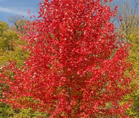 14 Trees with Brilliant Red Autumn Leaves