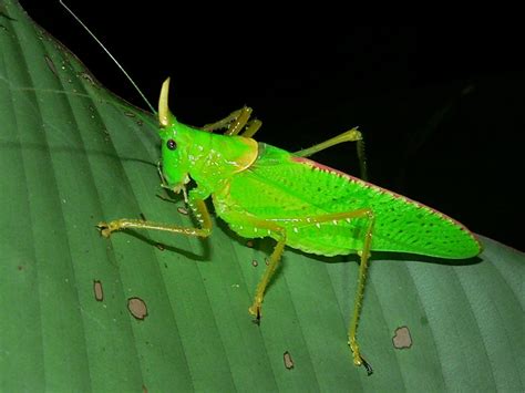 Why are they called Katydids? What does a katydid bug eat?