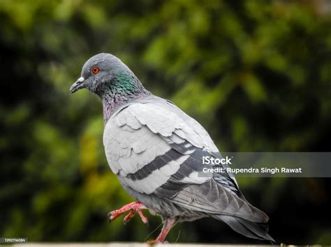 A Pigeon Walking House Pigeoncolumbidae Is A Bird Family Consisting Of Pigeons And Doves It Is ...