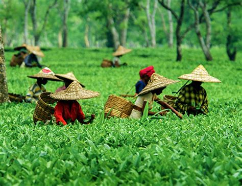 About Assam: Tourism, Industries in Assam, Agriculture, Economy & Geography