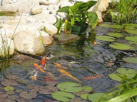 What are the Best Koi Pond Plants? | Tips and Guides