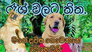 මගෙ දවස ගෙවෙන්නේ මෙහෙමයි🤗 ️dog rashes on skin treatmen... | Doovi