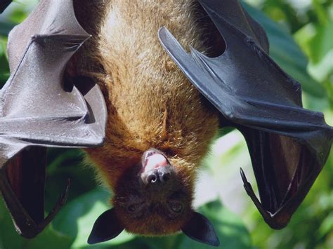 🔥 The giant golden-crowned flying fox, also known as the golden-capped ...