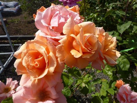 Apricot Candy - Rosarium Garden Center