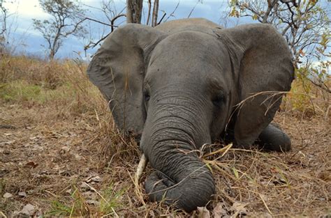 Govt of Mozambique announces major decline in national elephant population > Newsroom