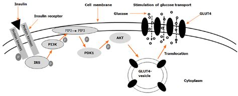 Current understanding of glucose transporter 4 expression and functional mechanisms