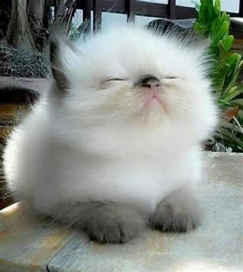 18 of the Fluffiest Cats on the Planet - We Love Cats and Kittens